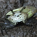 Uca triangularis (Lemon Fiddler) is a very small crab. They are easliy overlooked. 　シモフリシオマネキ